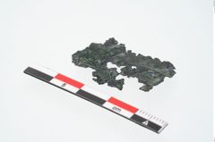Foto von Bronzeraspel (NHMW-PRAE-025825)